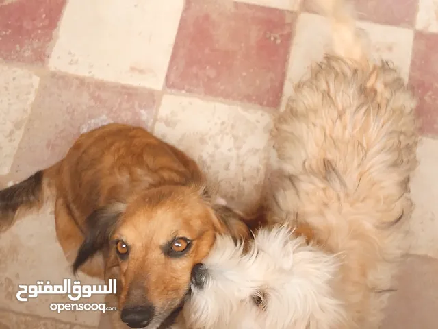 كلب زينه الربيع