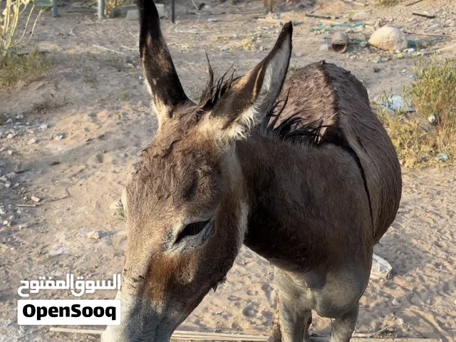 للبيع جحش أمور طيبه