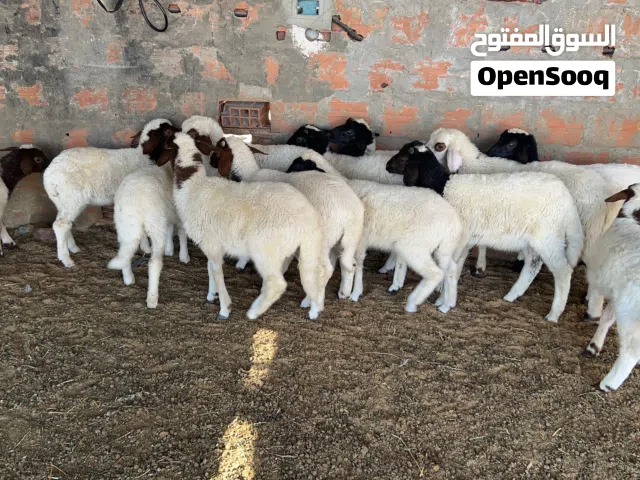 11 الطرف بيوضي بين خرفان وفطايم