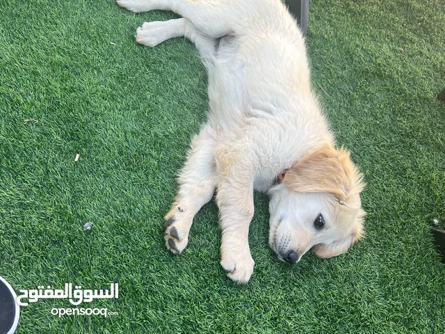 جرو جولدن للبيع لعدم التفرغ