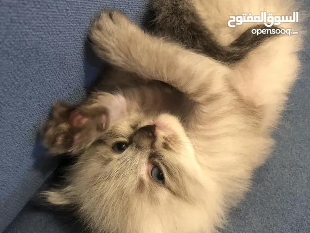 Ragdoll, and Turkish kittens for sale