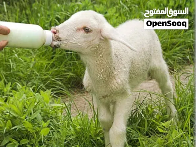حليب منتهي الصلاحية للاستعمال الحيواني