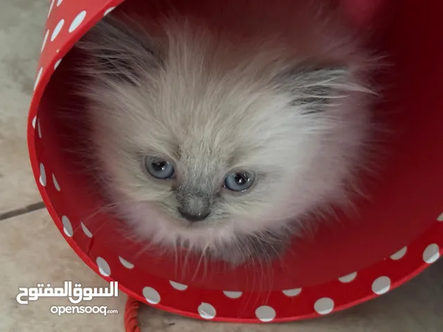 كيتنز هملايا بلو بيور /قطط هملايا