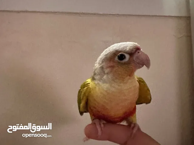كنيور باينبل شبه اليف