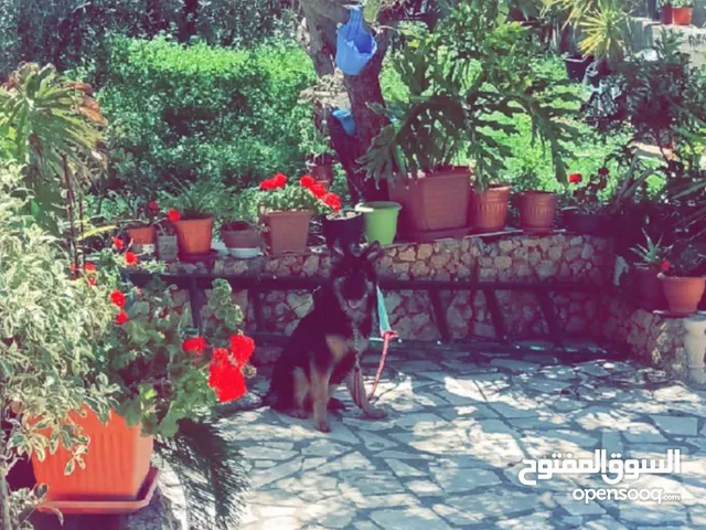 جيرمن شبرد شولاين بلاك & تان