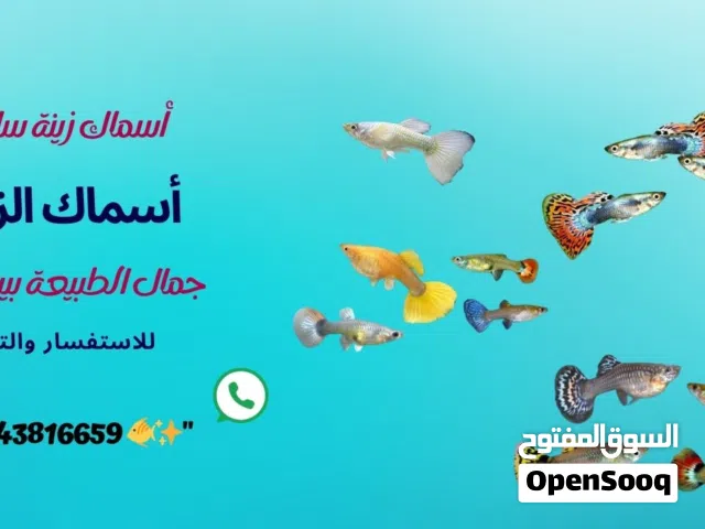 اسماك زينة بكل انواعها والوانها واحجامها واكسسواراتها