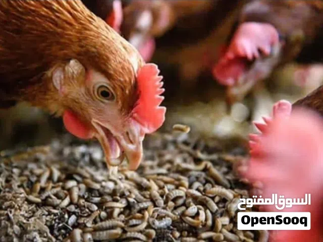بديل علف للدجاج اقراء الاعلان في الوصف
