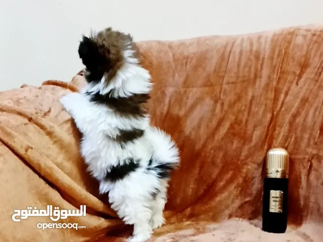 Shih tzu tea cup puppy