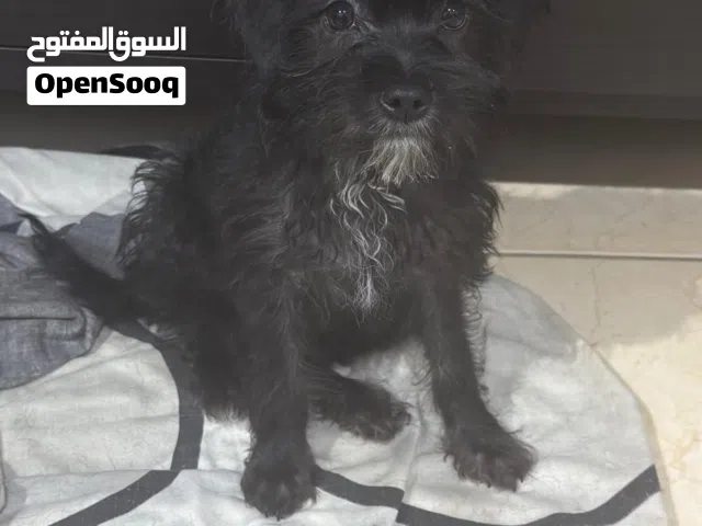مالتيبودل شهرين ونص الابيض مالتيز عمره سنه تقريبا