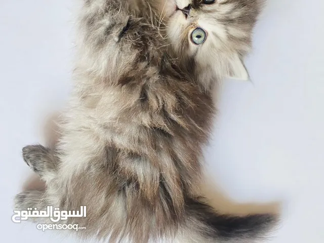قطط للبيع بأسعار مغرية
