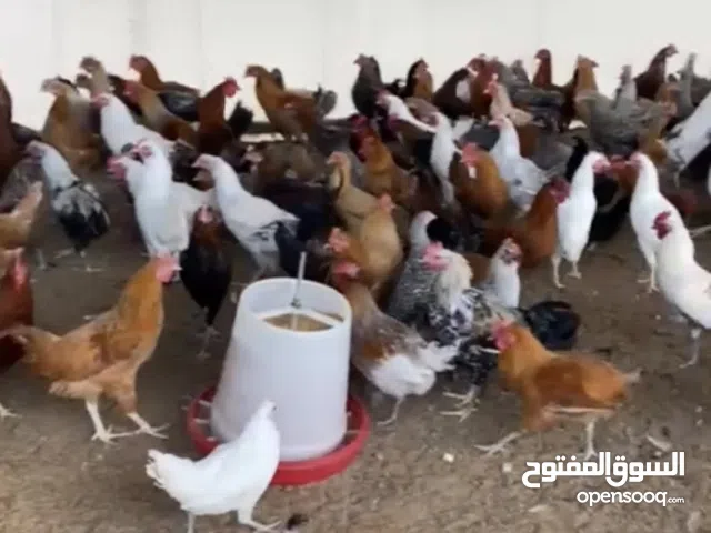 دجاج محلي على فرنسي