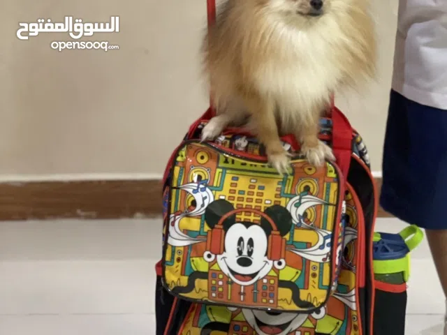 كلب بوميرنيان ذكر male