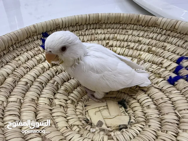 فرخ طير حب البينو (ابيض) اليف
