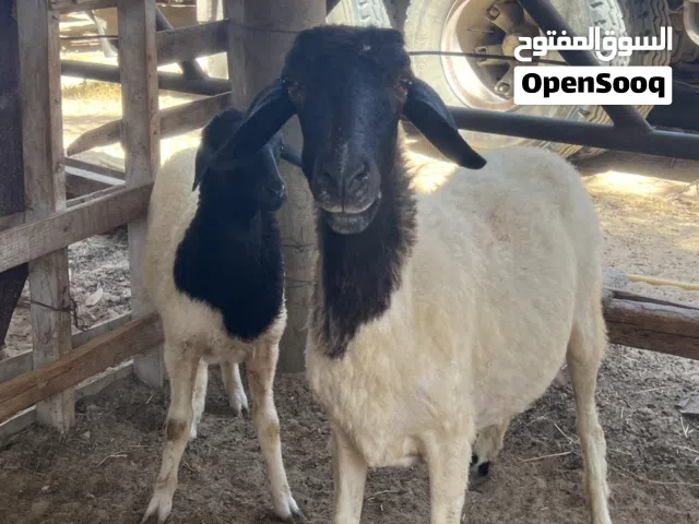 نعجة للبيع