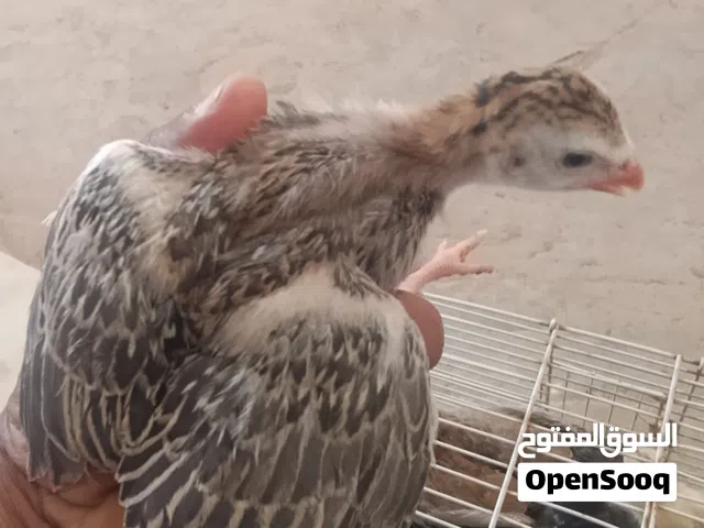 عداد 6 طروف كتكوث دجاج فرعوني  عمر شهرين