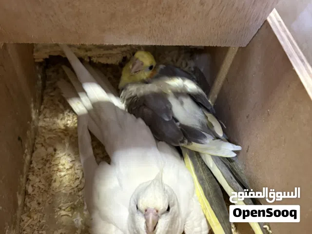 زوج اليف منتج