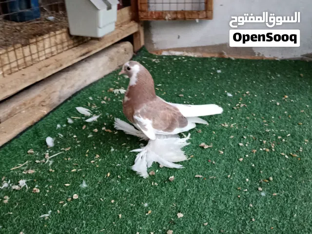 طرفين انتاج هزاز