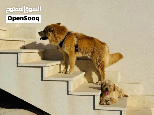 كلب تشوتشو وكلب زينه