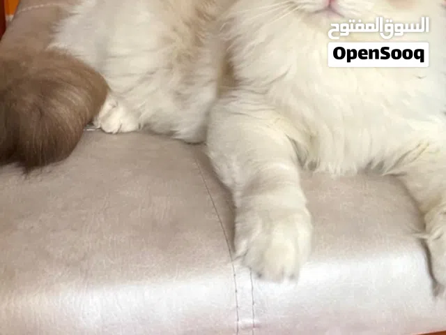 ابحث عن قطه للتبني