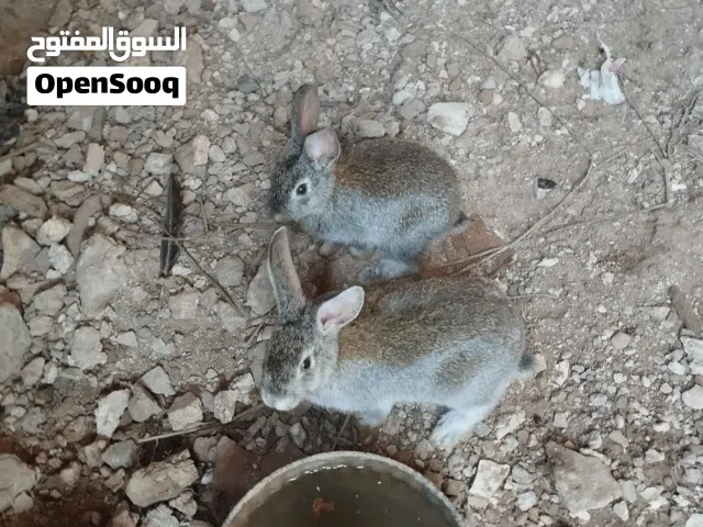 ارانب للبيع عدد 2