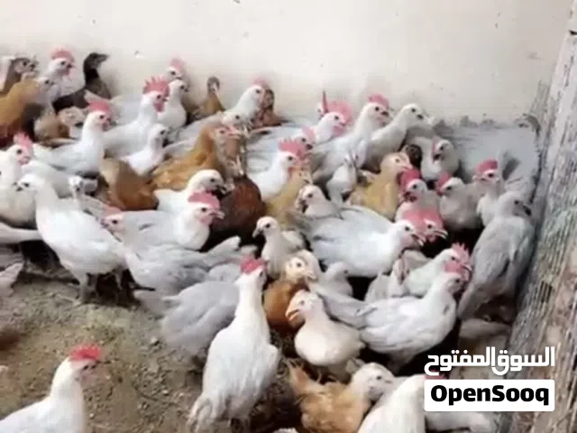دجاج حي او مذبوح متوفر