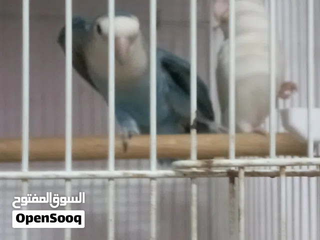 زوج روز جاهز للانتاج