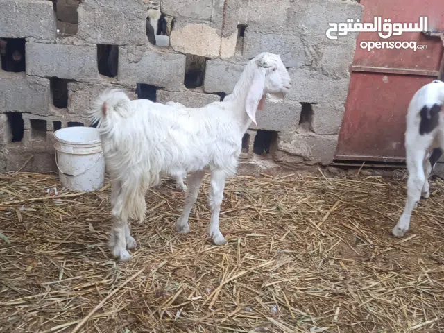 صخله  للبيع. ظروبت افغاني  توامه حدره يفره وثانيه ماتت. + شاميه.