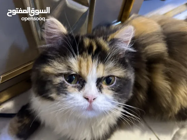 قط للبيع من البصره انثى مكس من الهملايا وشيرازي