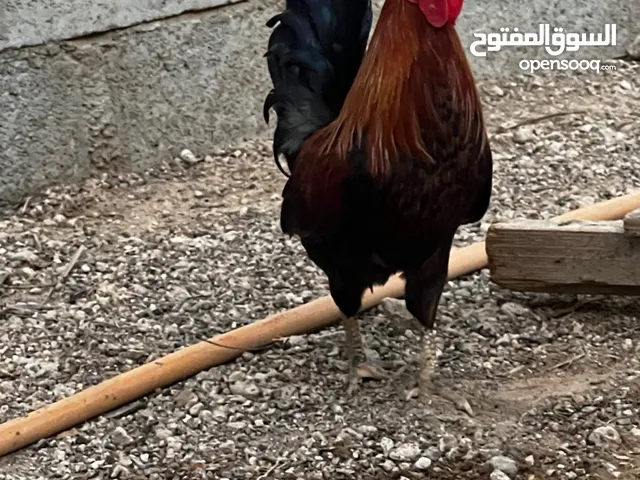 البيع ديوك