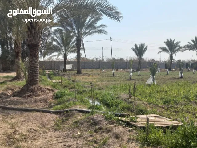 Farm Land for Sale in Baghdad Radwaniyah
