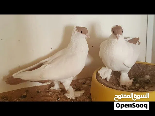 زوج حمام رماندو