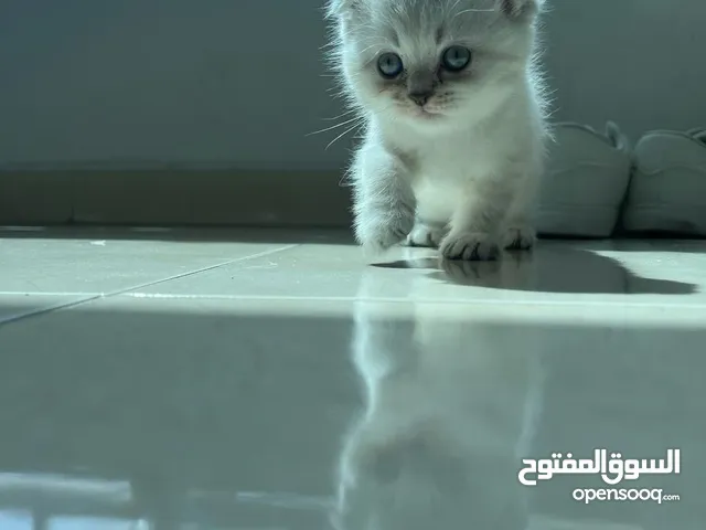 قطط جميلة ومتدربة