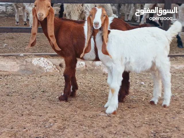 عناق وجدي حليب عز ماتمقرس نظاف وناشطات الله يبارك
