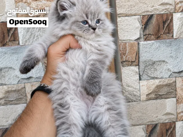 تبارك الرحمان شوفولي المستوى سكوتش ستريت لون نادر توب نضافه  بسعر مناسب جدا الله يبارك لصاحب النصيب.