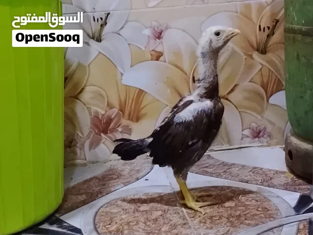 افراخ هراتي