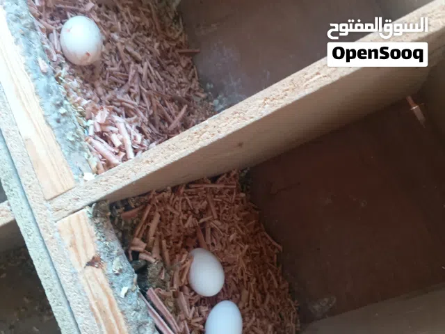 اربع دجاجات مع ديك مع الخم كامل للبيع
