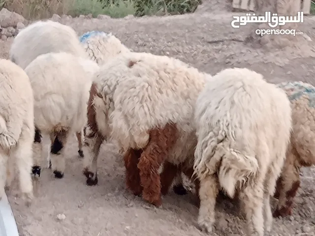 طليان البيع فحوله ونثايه موجود اوزان من 19 كيلو 18 كيلو وجوه حلال صاحي وخشن