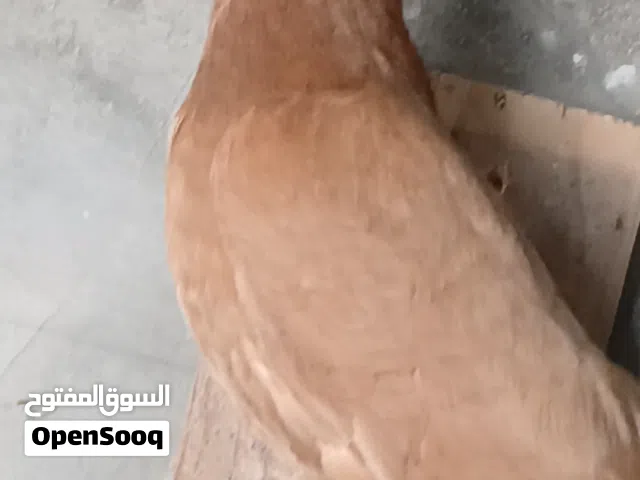 طيره نوريه صفرا اقرا  الوصف