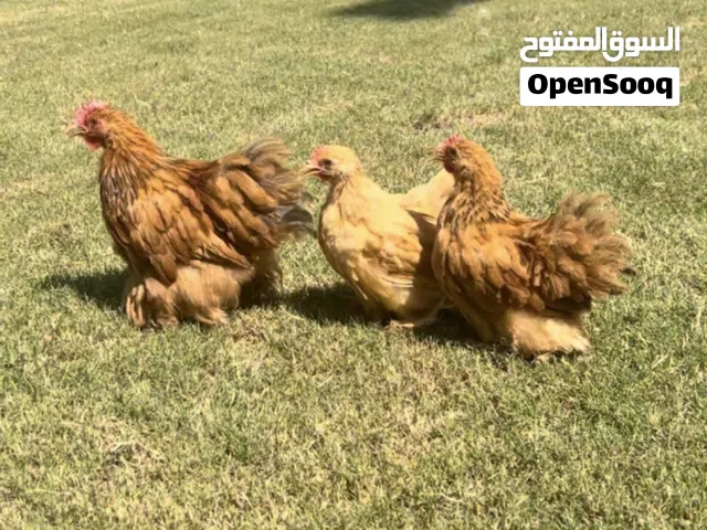 دجاج كوجن ليموني عدد/ 3