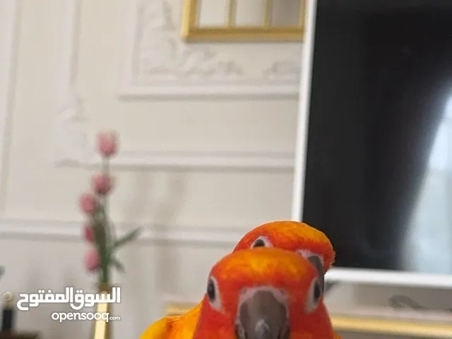 زوج ببغاء سن كونيور