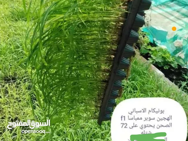 عرض خاص شتلات البونيكام 800 بيسه