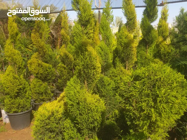 تنسيق حدائق وبيع اشجار الزينه جمله وقطاعي