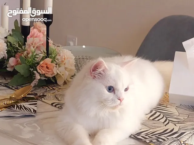 Elegant white Persian Cat