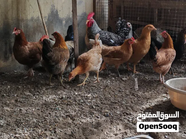 دجاج التهجين لبيع بحاله جيده ونظيفه