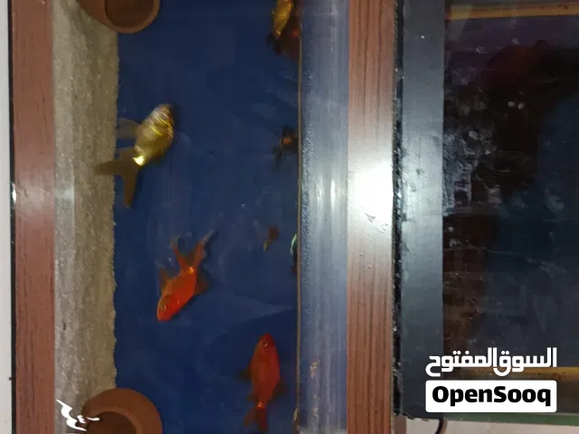حوض سمك بسعر حررررق الوصف مهم