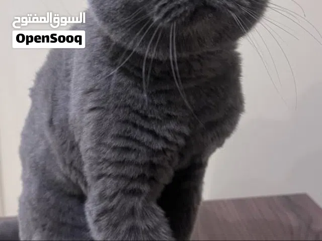 للبيع كوني اهتم فيه لانشغالي