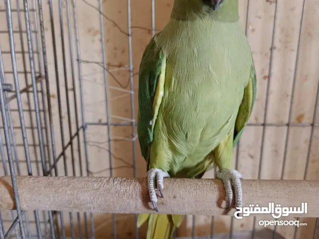 ببغاء دره عدد2