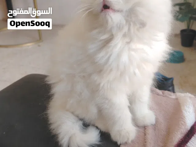 ذكر شيرازي للبيع