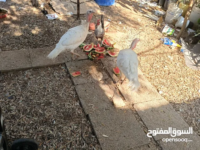 حبشتين بياضات بالصلاه على النبي