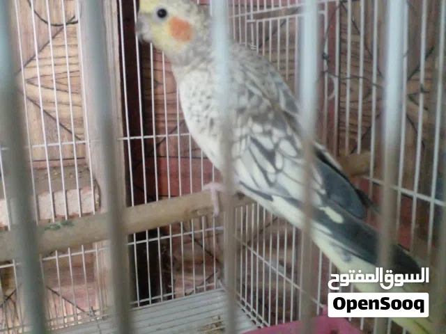 نثيه كوكتيل ايزابيل خشنه مالت بيت  وبيه مجال لشراي